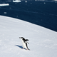 Poor penguin, poor us.